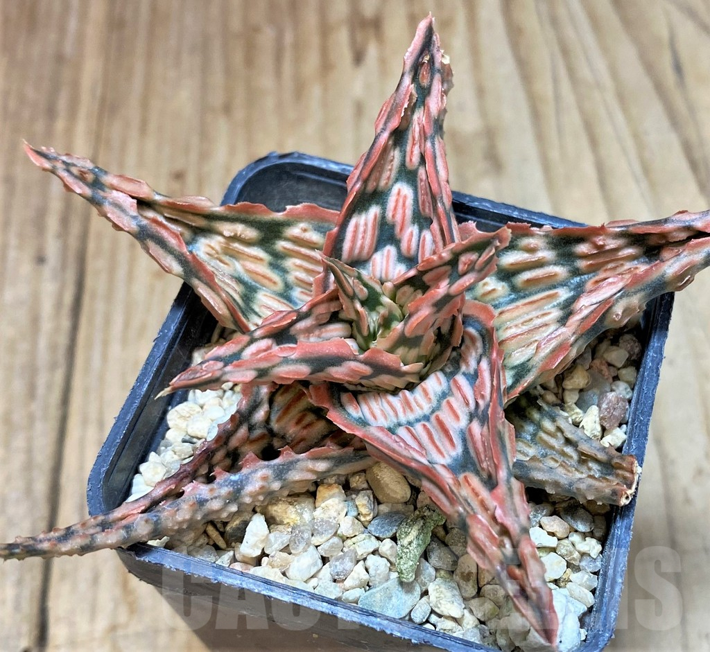 SHPR42219 Aloe TCT hybrid - Imagen 2