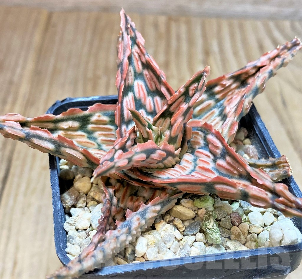 SHPR42219 Aloe TCT hybrid