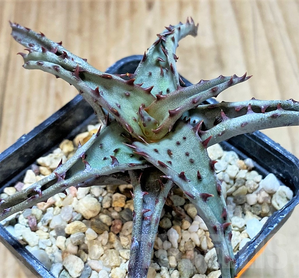 SHPR42220 Aloe TCT hybrid - Imagen 3