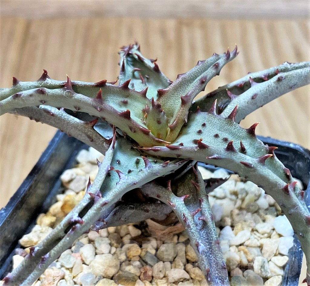 SHPR42220 Aloe TCT hybrid - Imagen 2