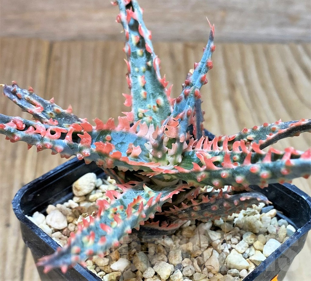 SHPR42204 Aloe TCT hybrid