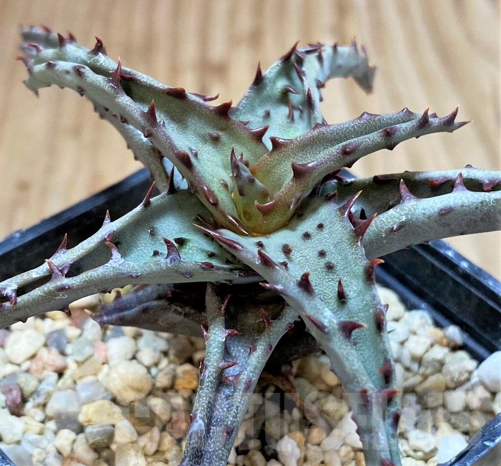 SHPR42220 Aloe TCT hybrid