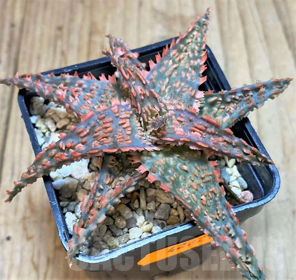 SHPR42221 Aloe TCT hybrid - Imagen 2