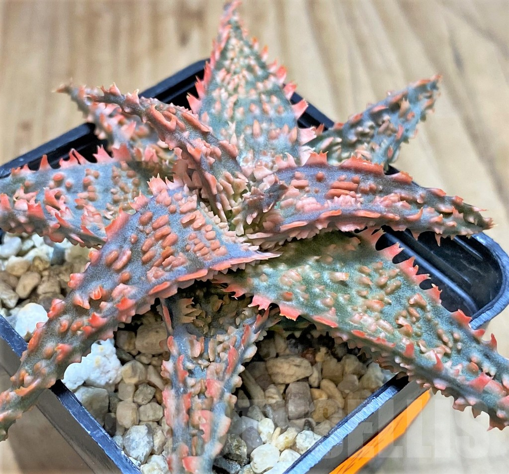 SHPR42221 Aloe TCT hybrid