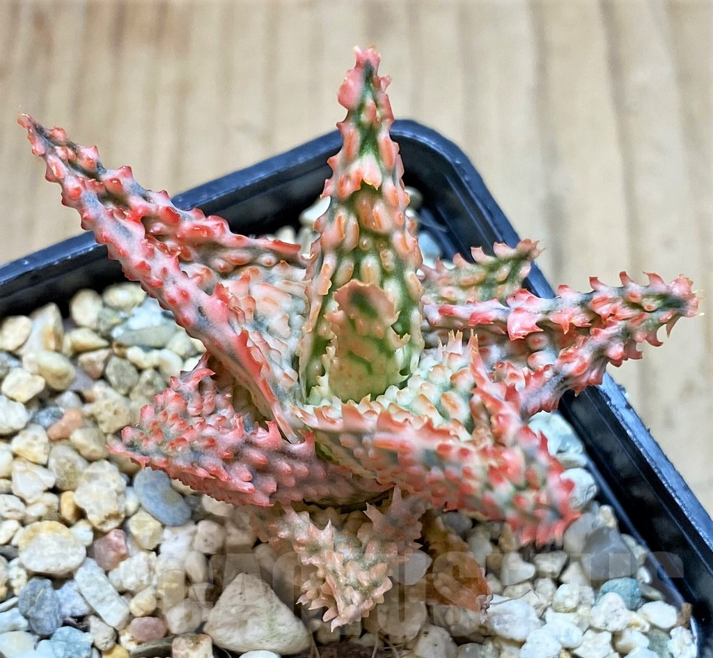 SHPR42222 Aloe TCT hybrid - Imagen 3