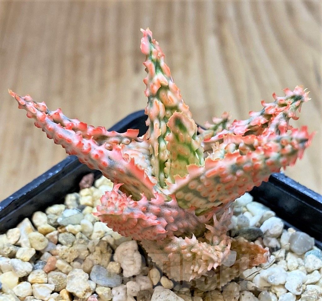 SHPR42222 Aloe TCT hybrid - Imagen 2