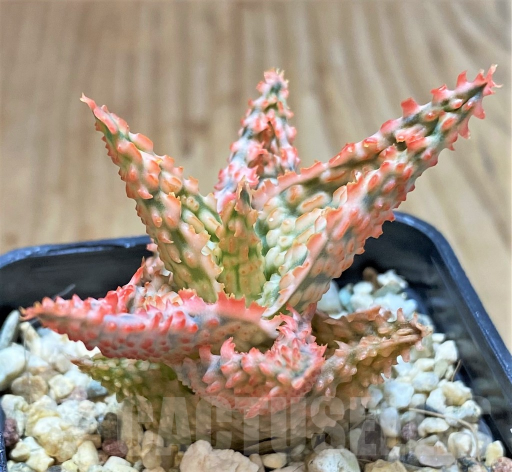 SHPR42222 Aloe TCT hybrid
