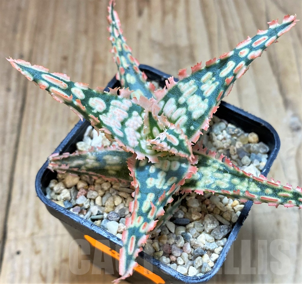 SHPR42223 Aloe TCT hybrid - Imagen 2