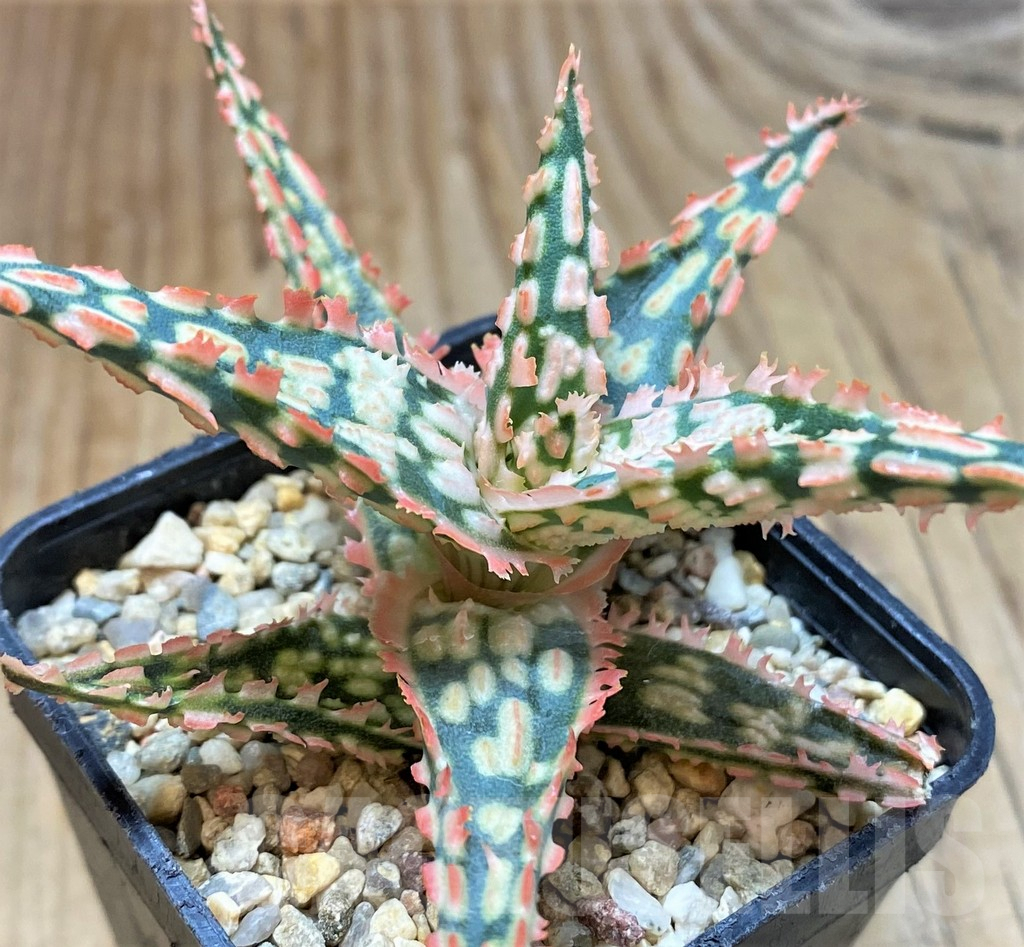 SHPR42223 Aloe TCT hybrid