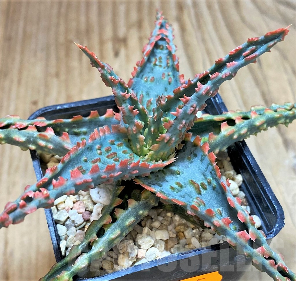 SHPR42225 Aloe TCT hybrid