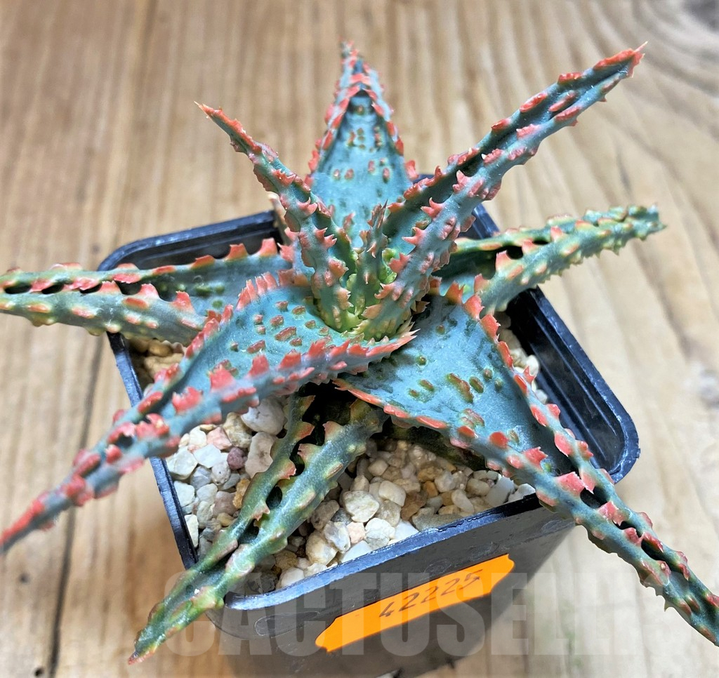 SHPR42225 Aloe TCT hybrid - Obrázek 2