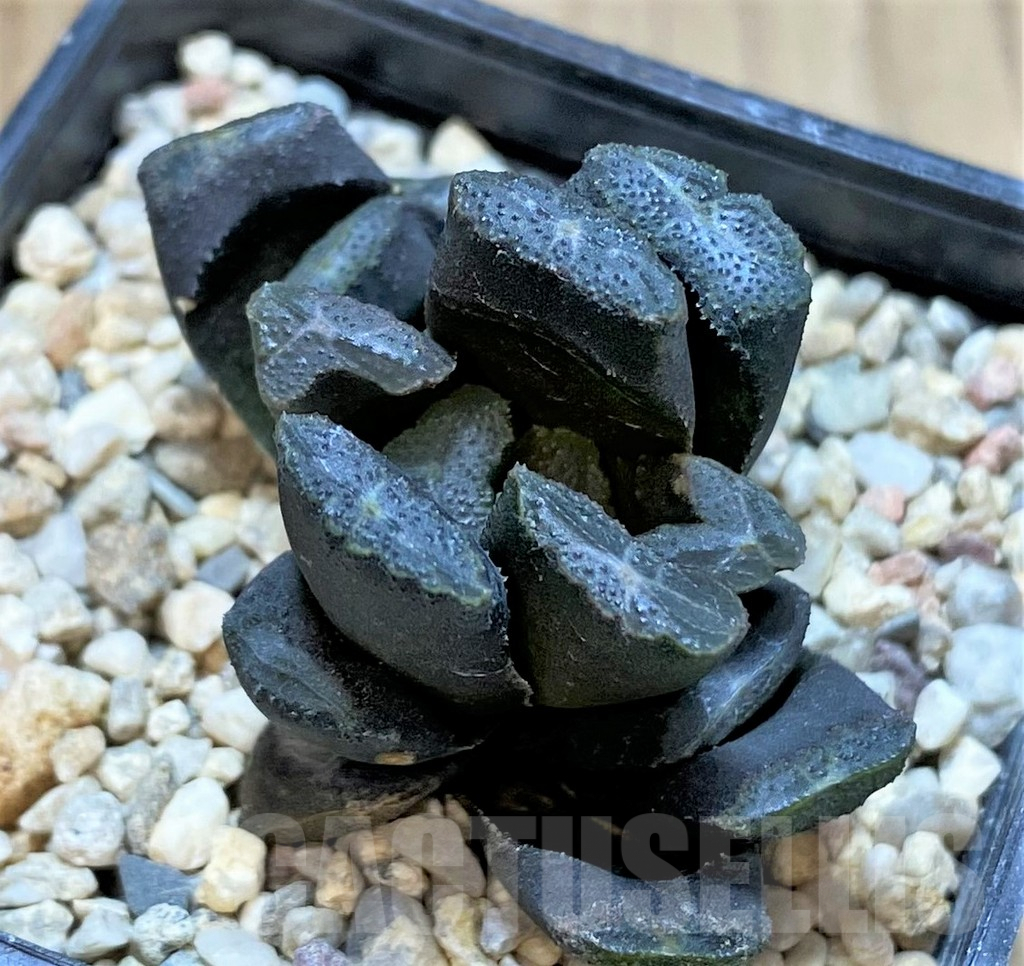SHPR42228 Haworthia truncata x maughanii - Зображення 2