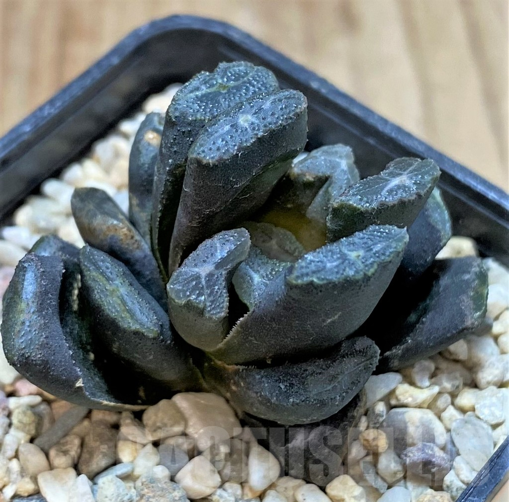 SHPR42228 Haworthia truncata x maughanii
