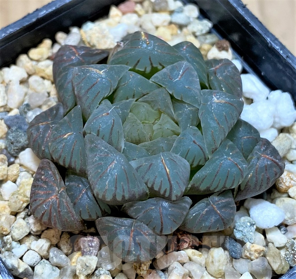 SHPR42229 Haworthia obtusa 'OB1'