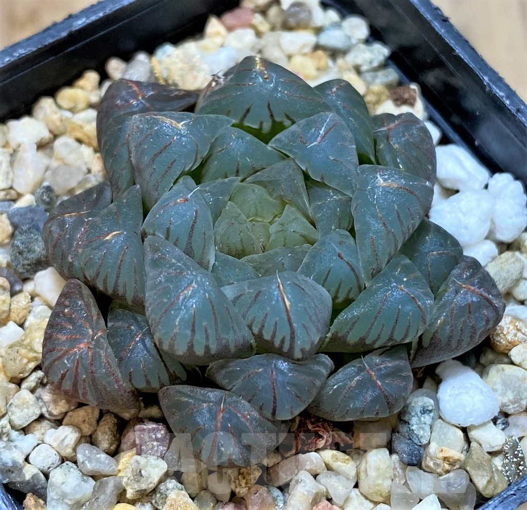 SHPR42229 Haworthia obtusa 'OB1' - Image 2