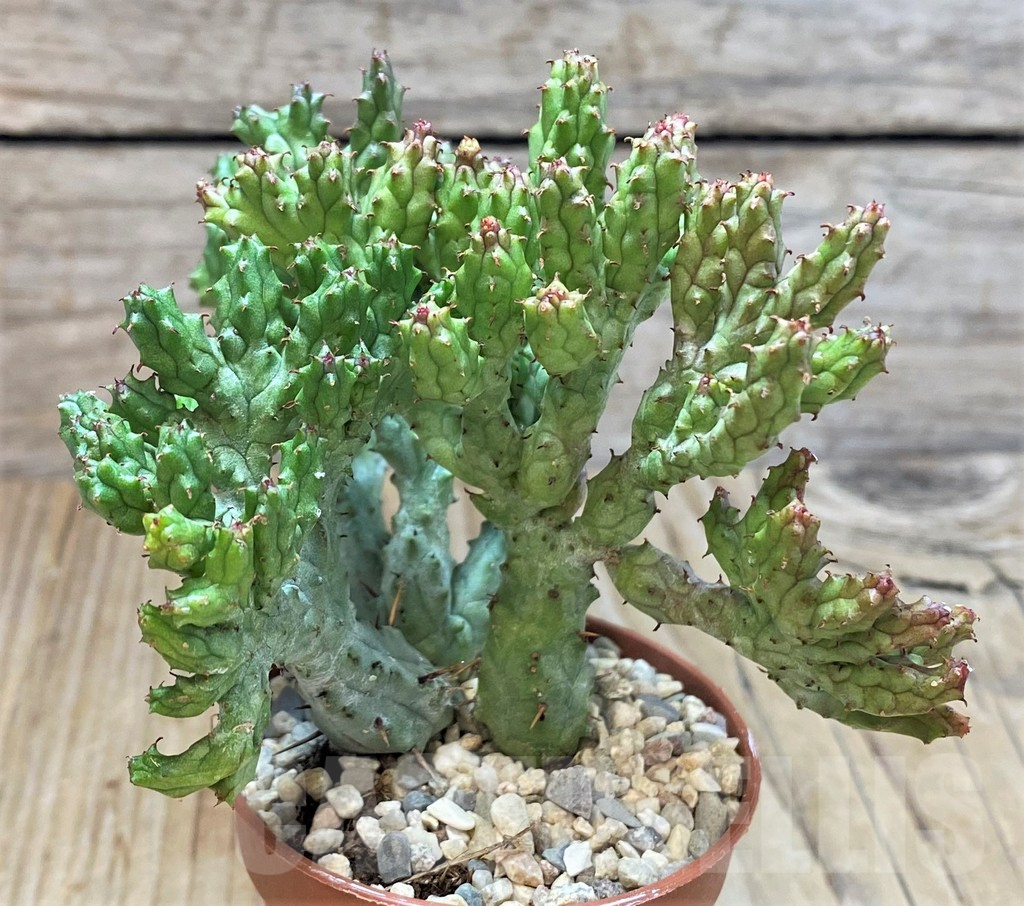 SHPR42308 Euphorbia enopla ‘Coral’ f. cristata - Image 2