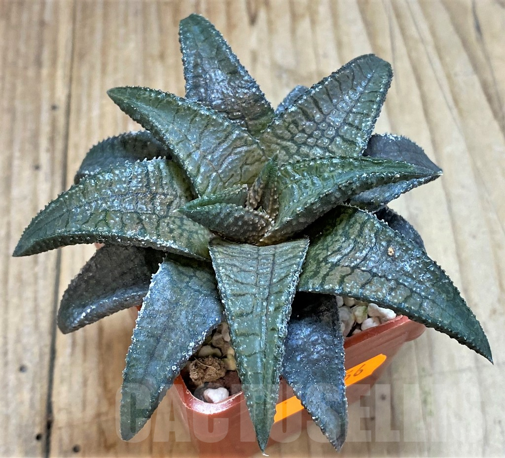 SHPR42356 Haworthia koelmaniorum 'Dragon King'