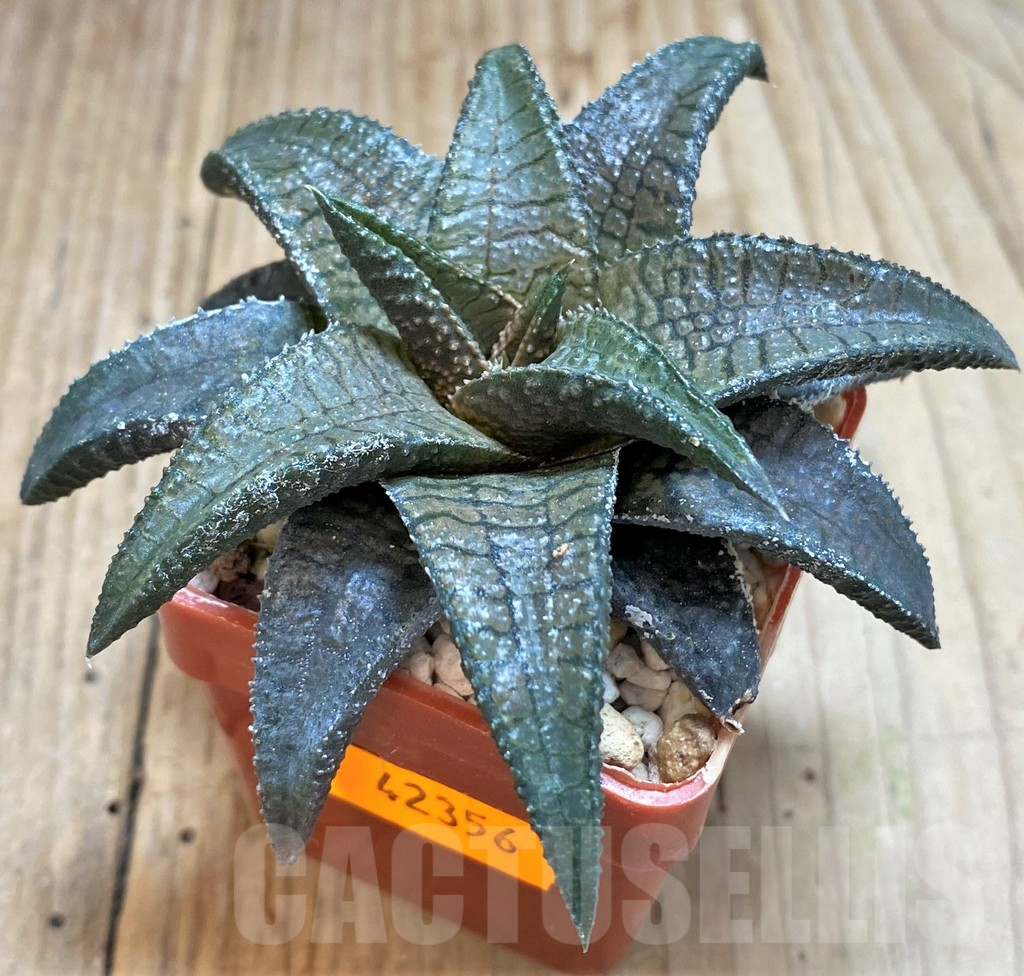 SHPR42356 Haworthia koelmaniorum 'Dragon King' – Image 2