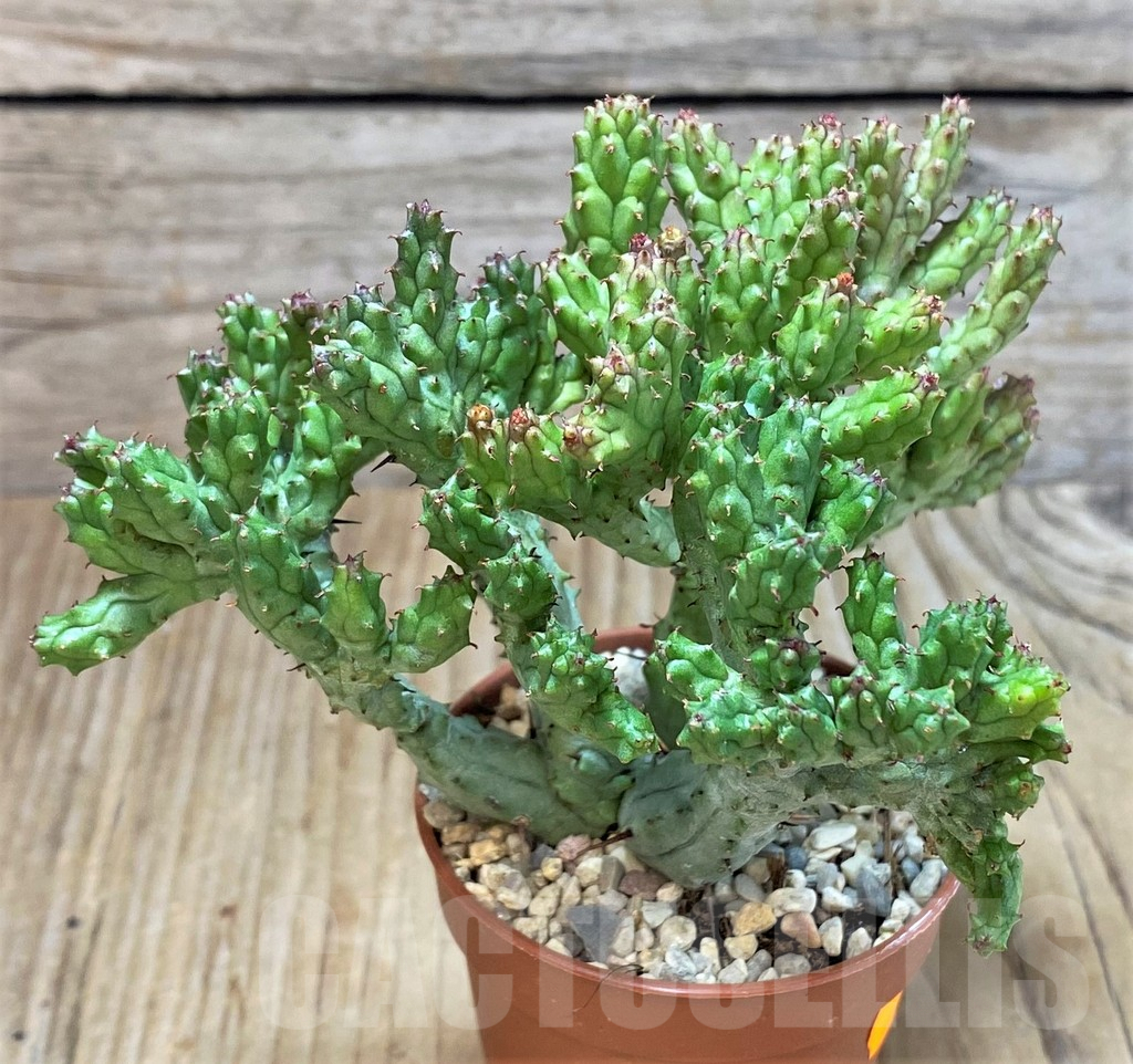 SHPR42308 Euphorbia enopla ‘Coral’ f. cristata