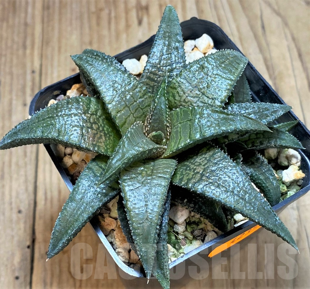 SHPR42357 Haworthia koelmaniorum 'Dragon King'