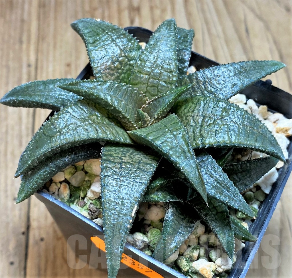 SHPR42357 Haworthia koelmaniorum 'Dragon King' - Зображення 2