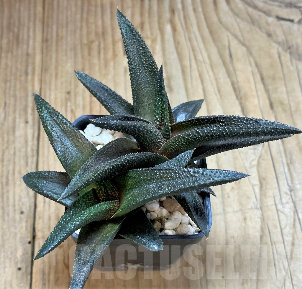 SHPR42358 Haworthia scabra x koelmaniorum - Image 2