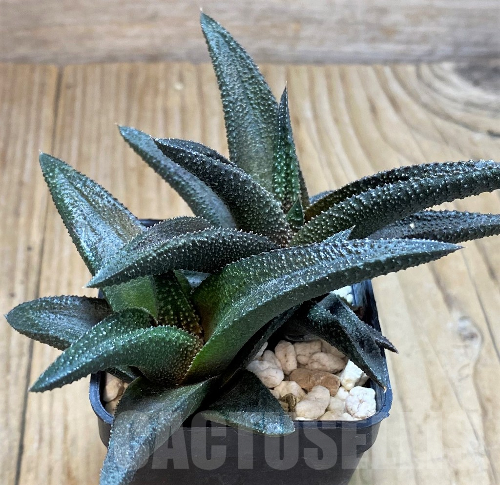 SHPR42358 Haworthia scabra x koelmaniorum