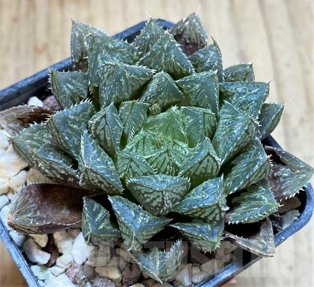 SHPR42359 Haworthia 'Mirrorball' – Bild 2