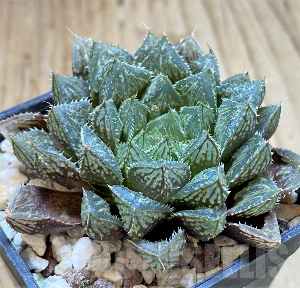 SHPR42359 Haworthia 'Mirrorball'