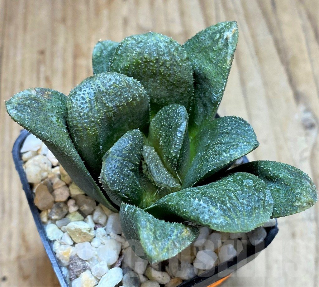 SHPR42360 Haworthia maughanii x 'Chocolate' – Bild 2