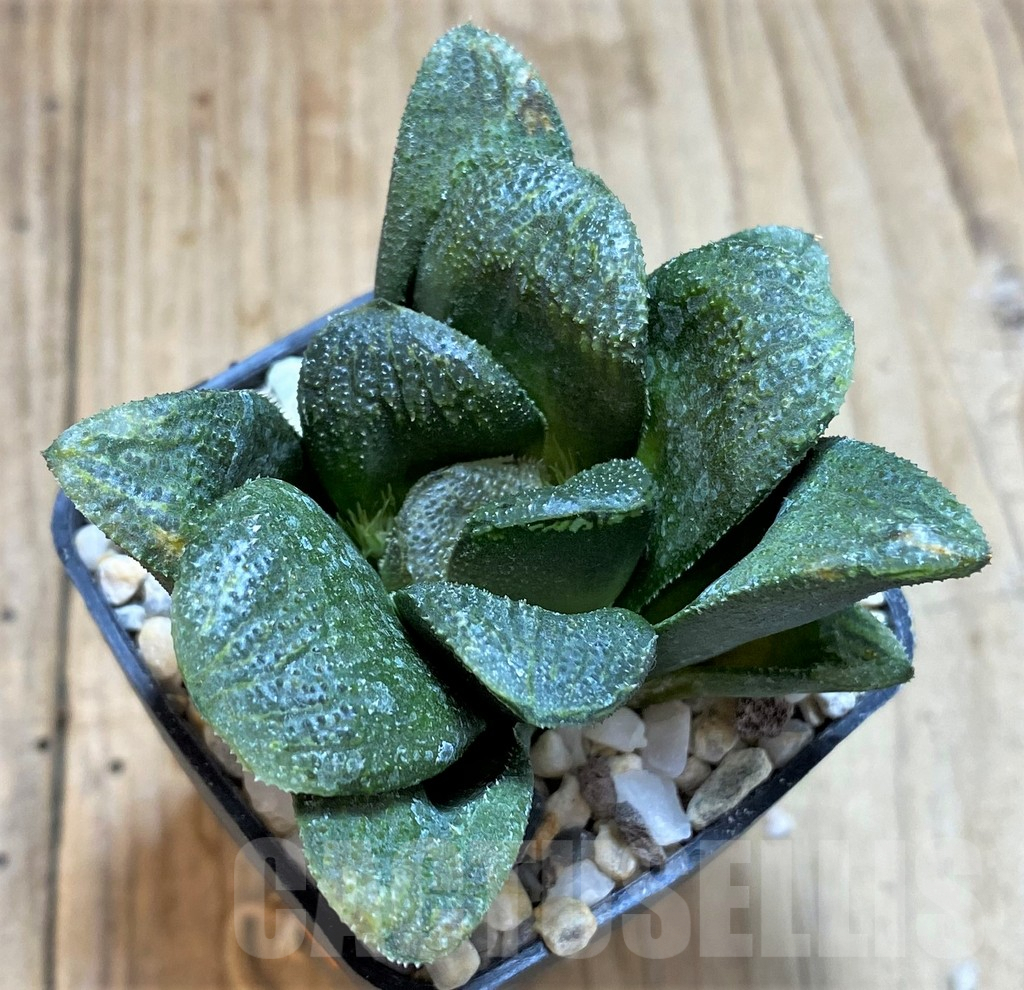 SHPR42360 Haworthia maughanii x 'Chocolate'