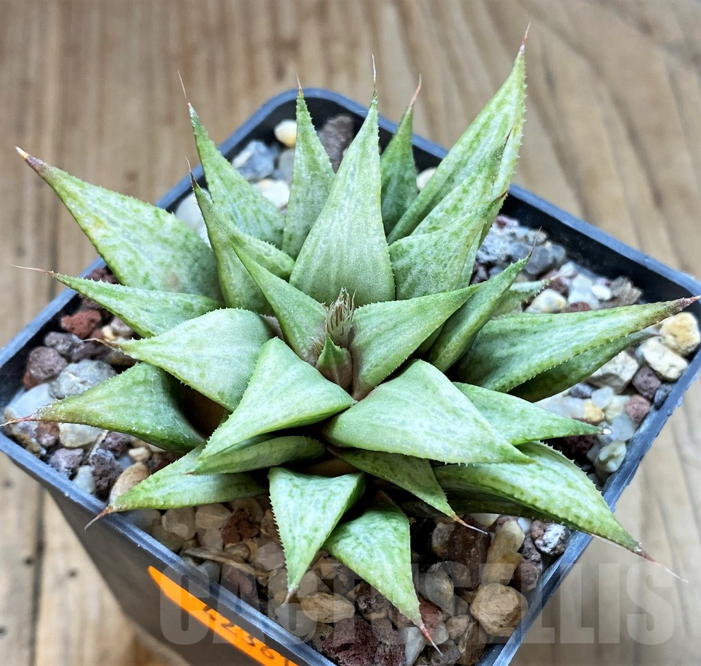 SHPR42361 Haworthia 'Metallica'