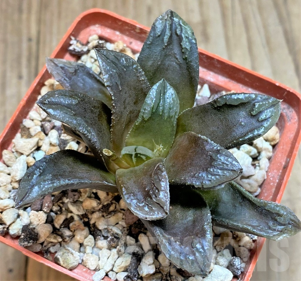 SHPR42363 Haworthia ‘Oniyome’