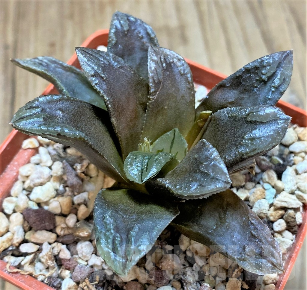 SHPR42363 Haworthia ‘Oniyome’ - Image 2