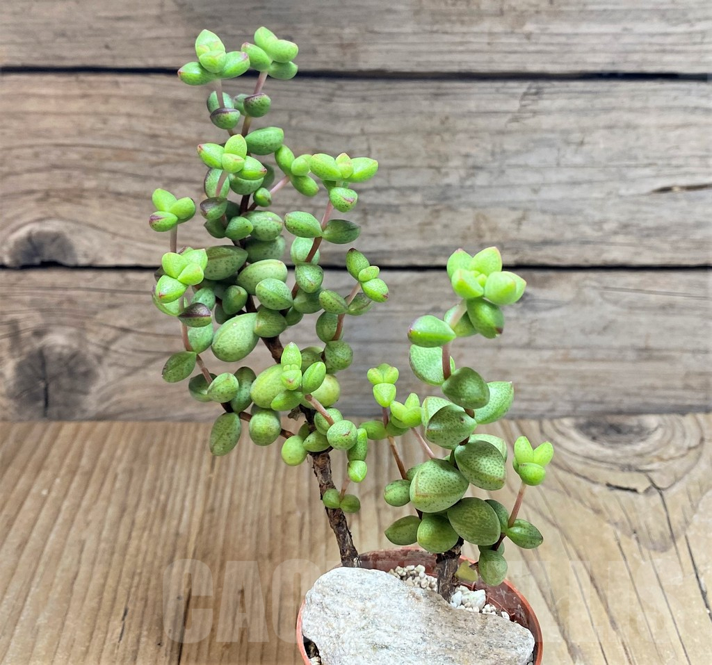 SHPR42309 Crassula brevifolia - Image 2