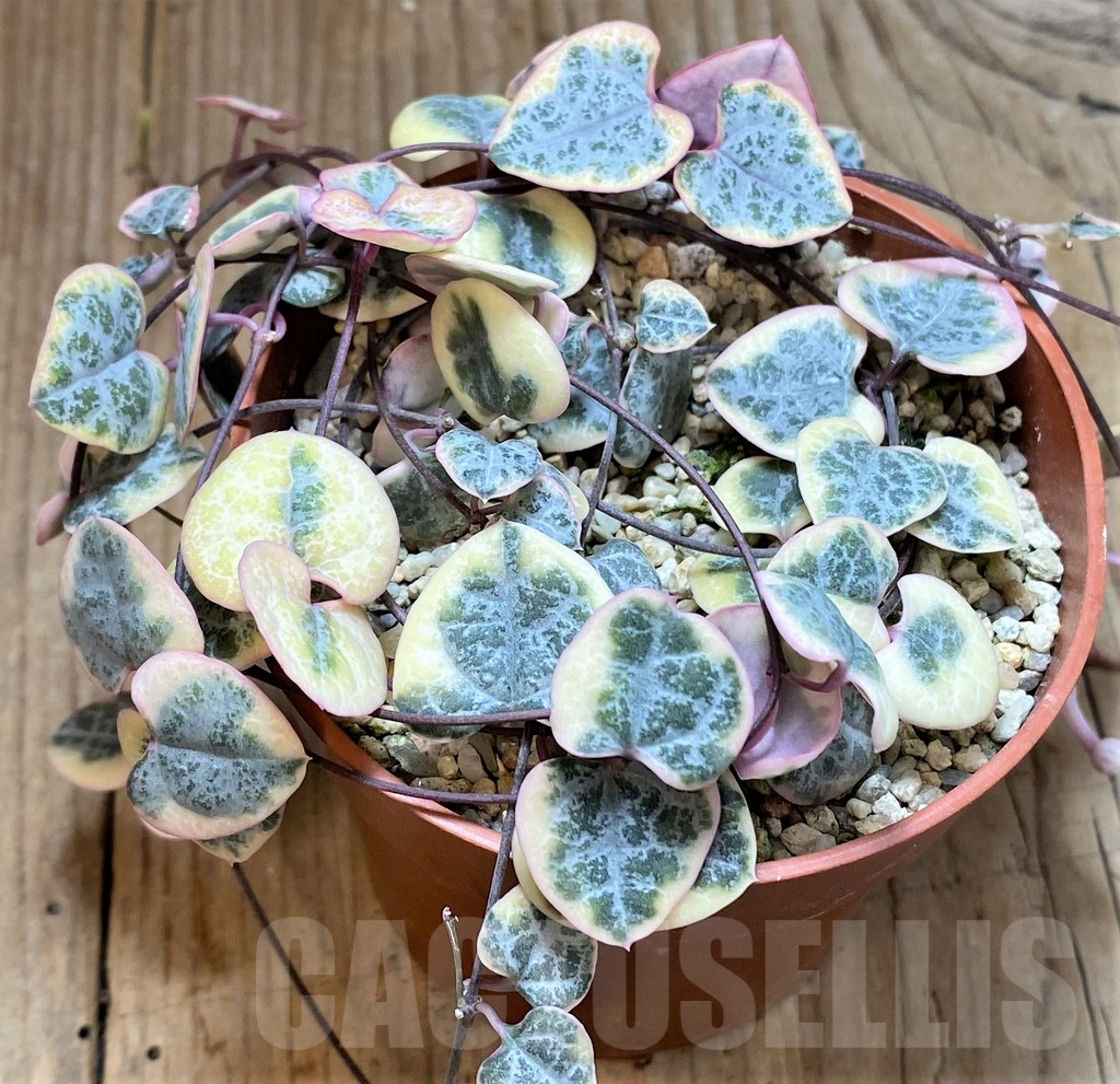 SHPR42367 Ceropegia woodii f. variegata