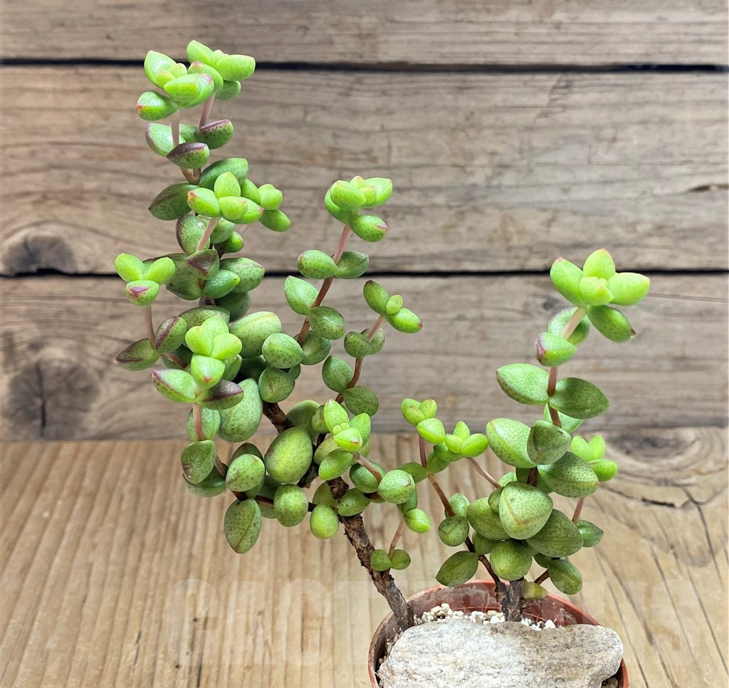 SHPR42309 Crassula brevifolia