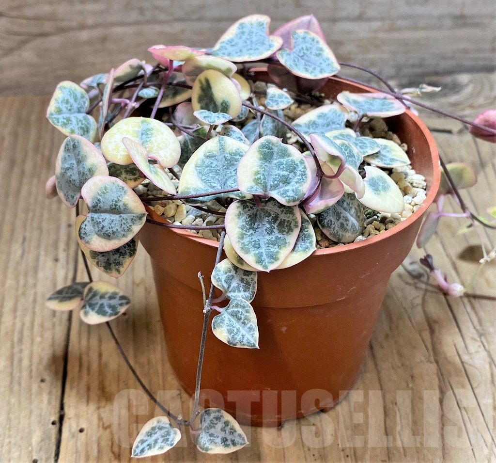 SHPR42367 Ceropegia woodii f. variegata - Image 2