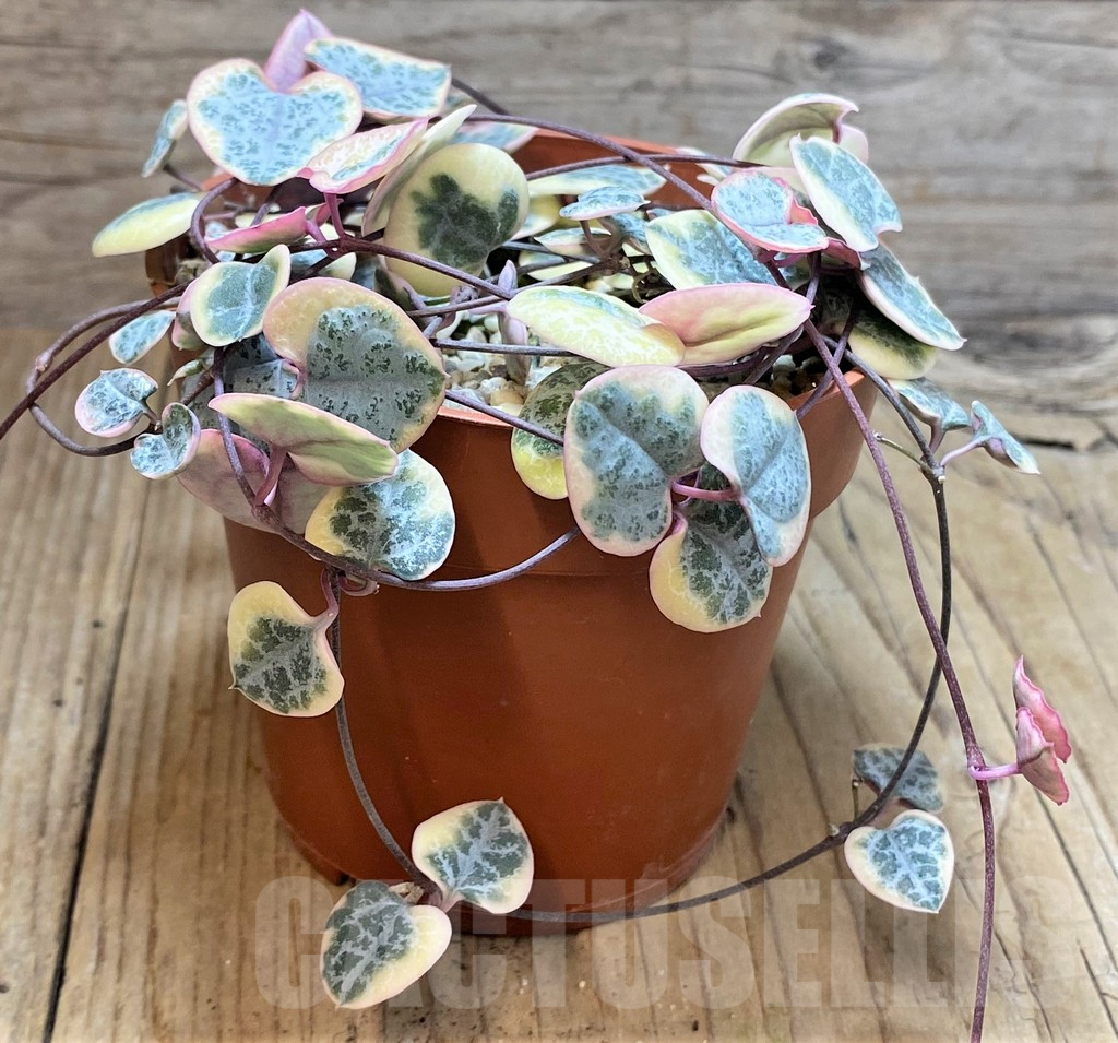 SHPR42367 Ceropegia woodii f. variegata - Image 3