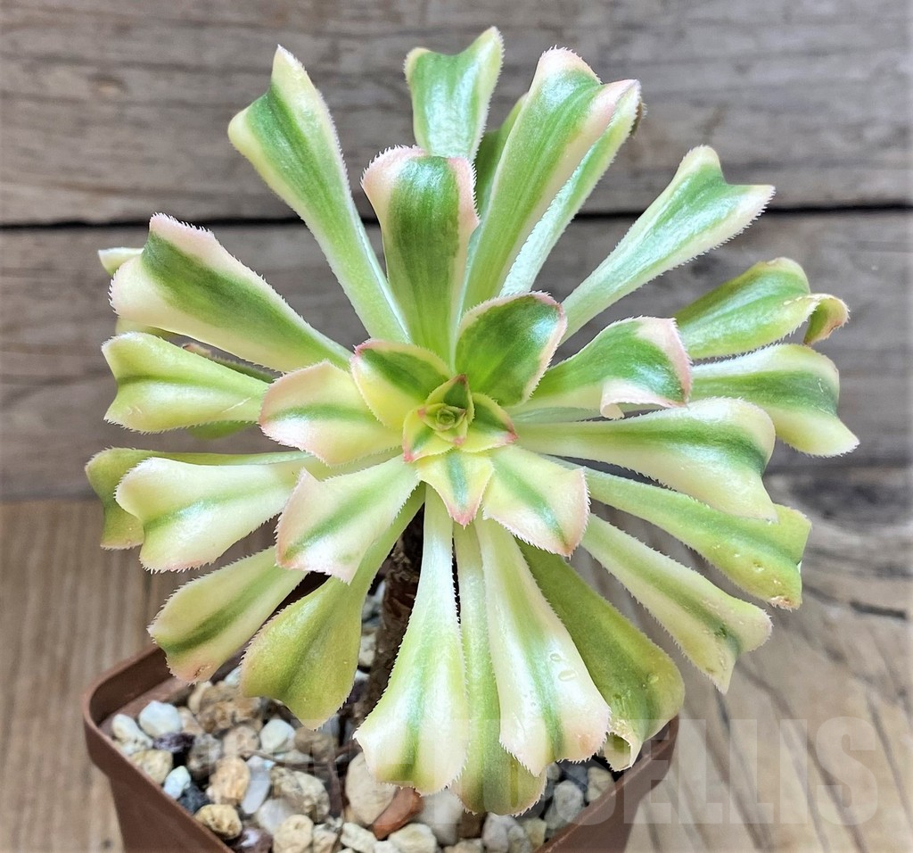 SHPR42311 Aeonium f. variegata