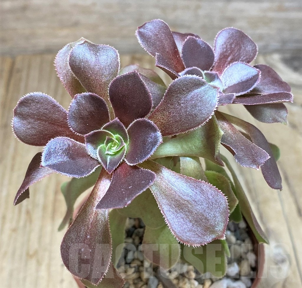 SHPR42312 Aeonium hybrid - Obrázek 2