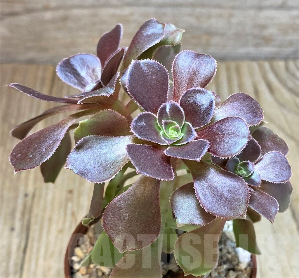 SHPR42312 Aeonium hybrid