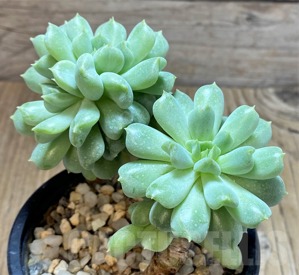 SHPR42313 Echeveria 'Irish Mint' - Image 2