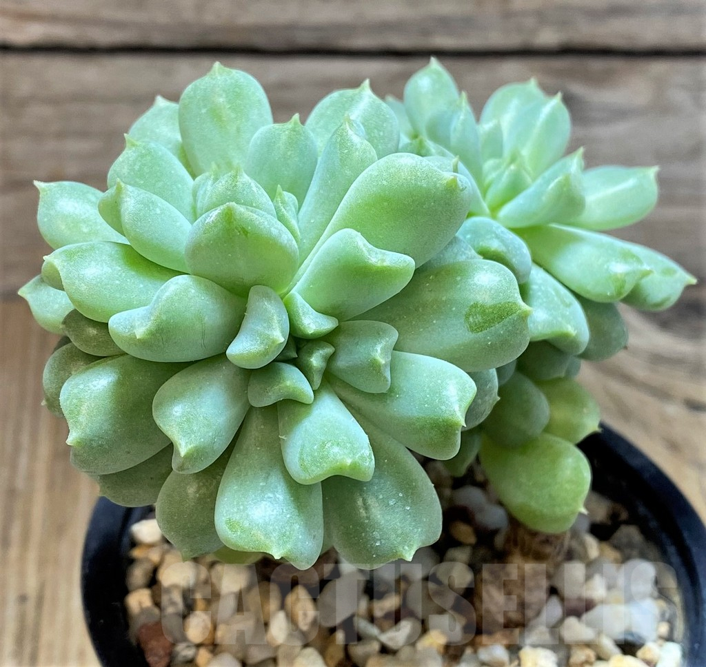 SHPR42313 Echeveria 'Irish Mint'