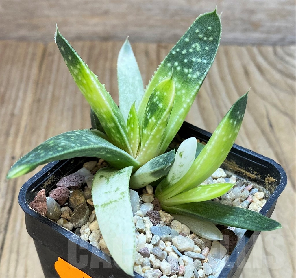 SHPR42317 Gasteraloe beguinii f. variegata