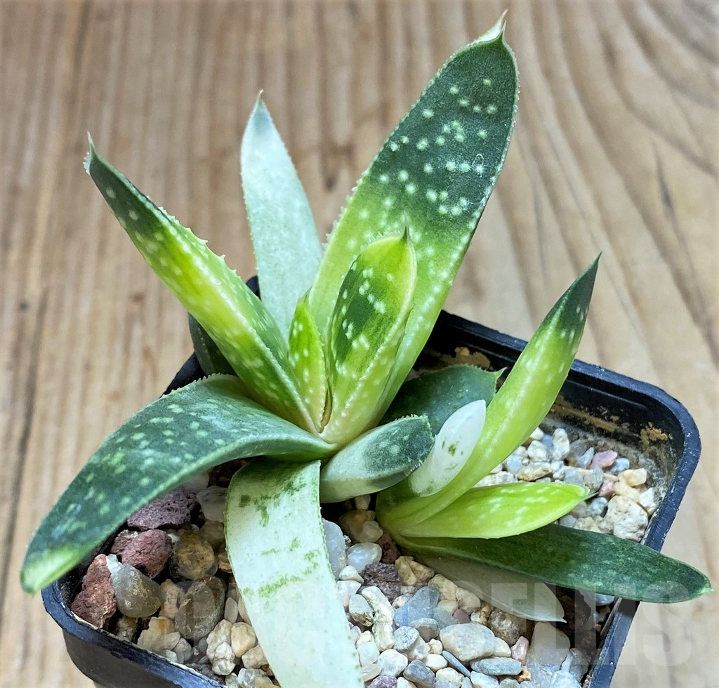 SHPR42317 Gasteraloe beguinii f. variegata - Image 2