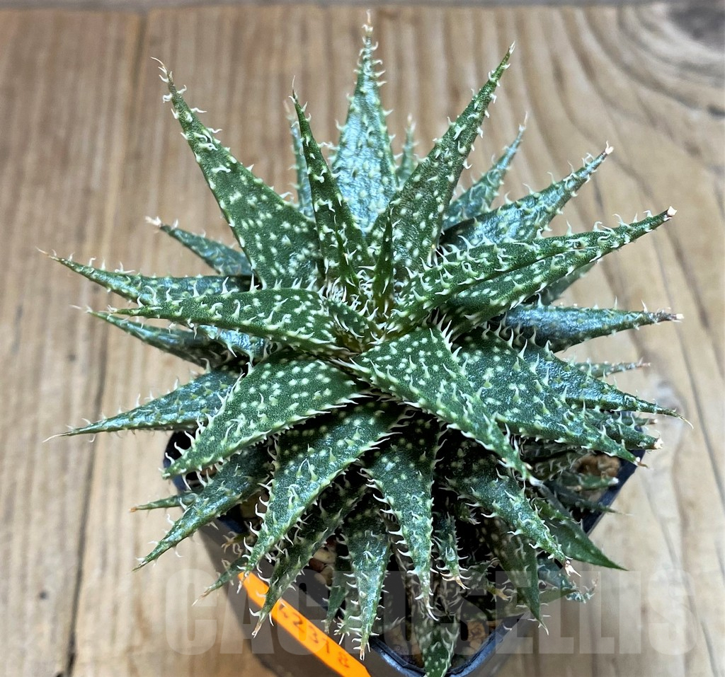SHPR42318 Aloe descoingsii x haworthioides
