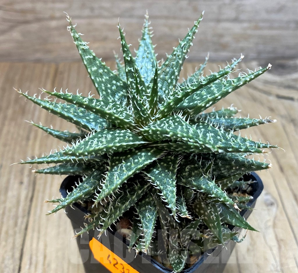 SHPR42318 Aloe descoingsii x haworthioides – Bild 2