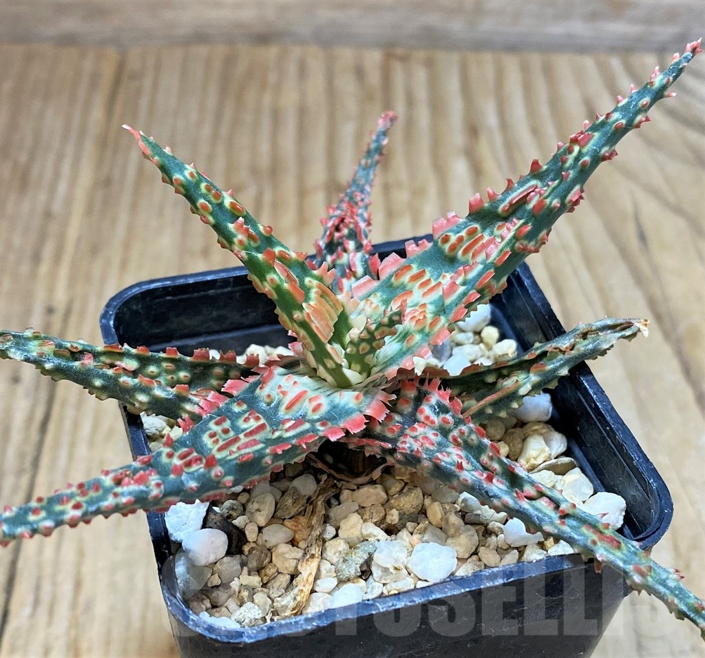 SHPR42319 Aloe TCT hybrid - immagine 2