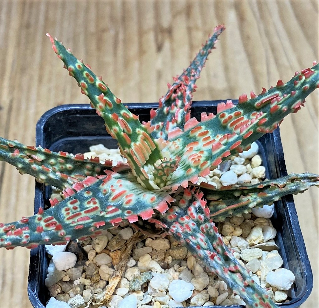 SHPR42319 Aloe TCT hybrid